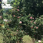 Le De Gascogne * Lectoure