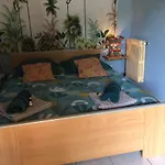 Le De Gascogne * Lectoure