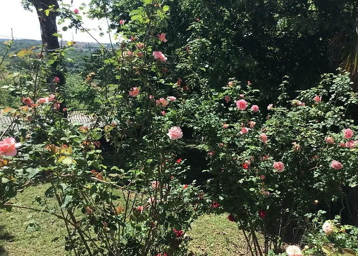 Le De Gascogne * Lectoure