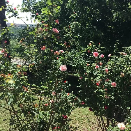 Le De Gascogne * Lectoure